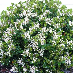 Rhaphiolepis 'Georgia Petite' - Georgia Petite Indian Hawthorn - 2 Gallon>Roger's Gardens Fashion