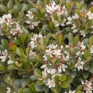 Rhaphiolepis 'southern Moon'® Pp - Southern Moon Yedda Hawthorn - 1 Gallon>Roger's Gardens Sale