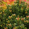 Rhaphiolepis Umbellata 'Minor' - Dwarf Yedda Hawthorn - 5 Gallon>Roger's Gardens Hot