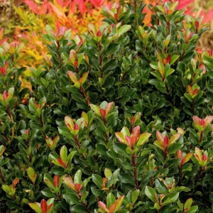 Rhaphiolepis Umbellata 'Minor' - Dwarf Yedda Hawthorn - 5 Gallon>Roger's Gardens Hot