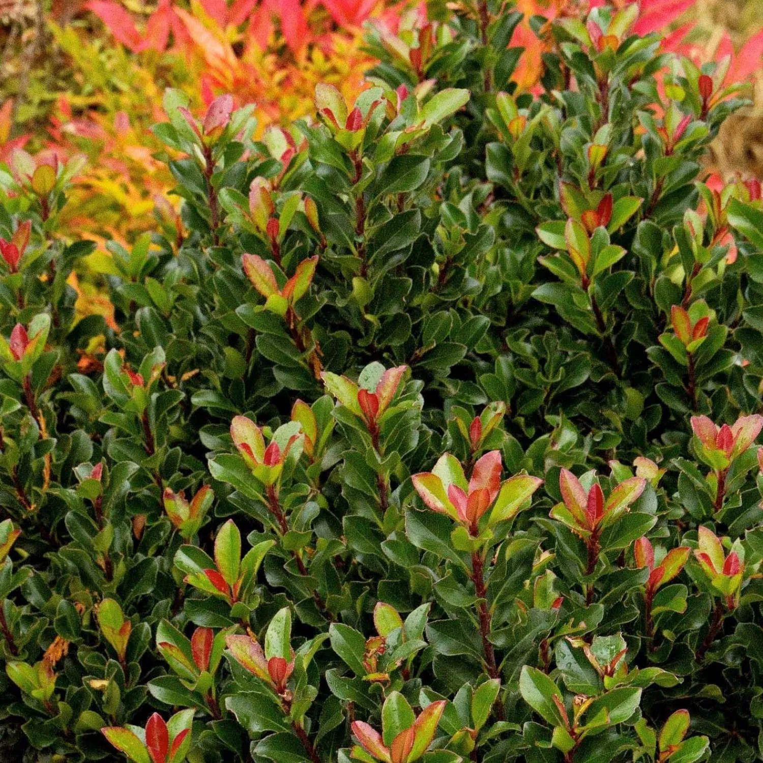 rhaphiolepis_umbellata_minor__dwarf_yedda_hawthorn___gallon_0.webp Rhaphiolepis Umbellata 'Minor' - Dwarf Yedda Hawthorn - 2 Gallon>Roger's Gardens Flash Sale