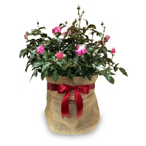 Ring Of Fire - 5 Gallon>Roger's Gardens Flash Sale