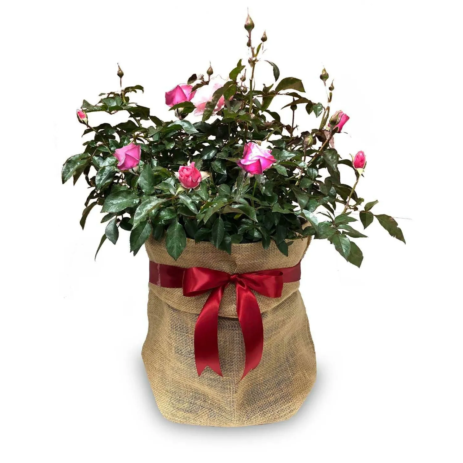 ring_of_fire___gallon_2.webp Ring Of Fire - 5 Gallon>Roger's Gardens Flash Sale