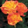 Rio Samba - 36" Tree - 5 Gallon>Roger's Gardens Clearance