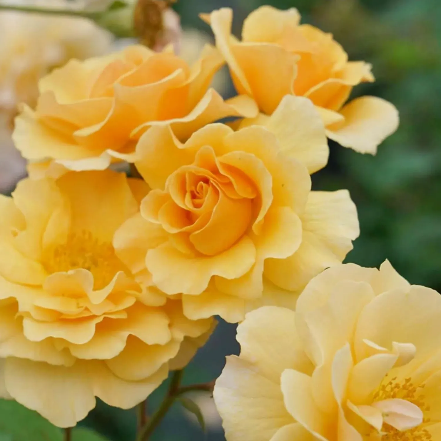 rise_up_amberness___gallon_0.webp Rise Up Amberness - 3 Gallon>Roger's Gardens Hot