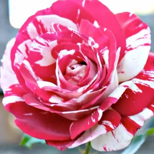 Rock & Roll - 5 Gallon>Roger's Gardens Flash Sale