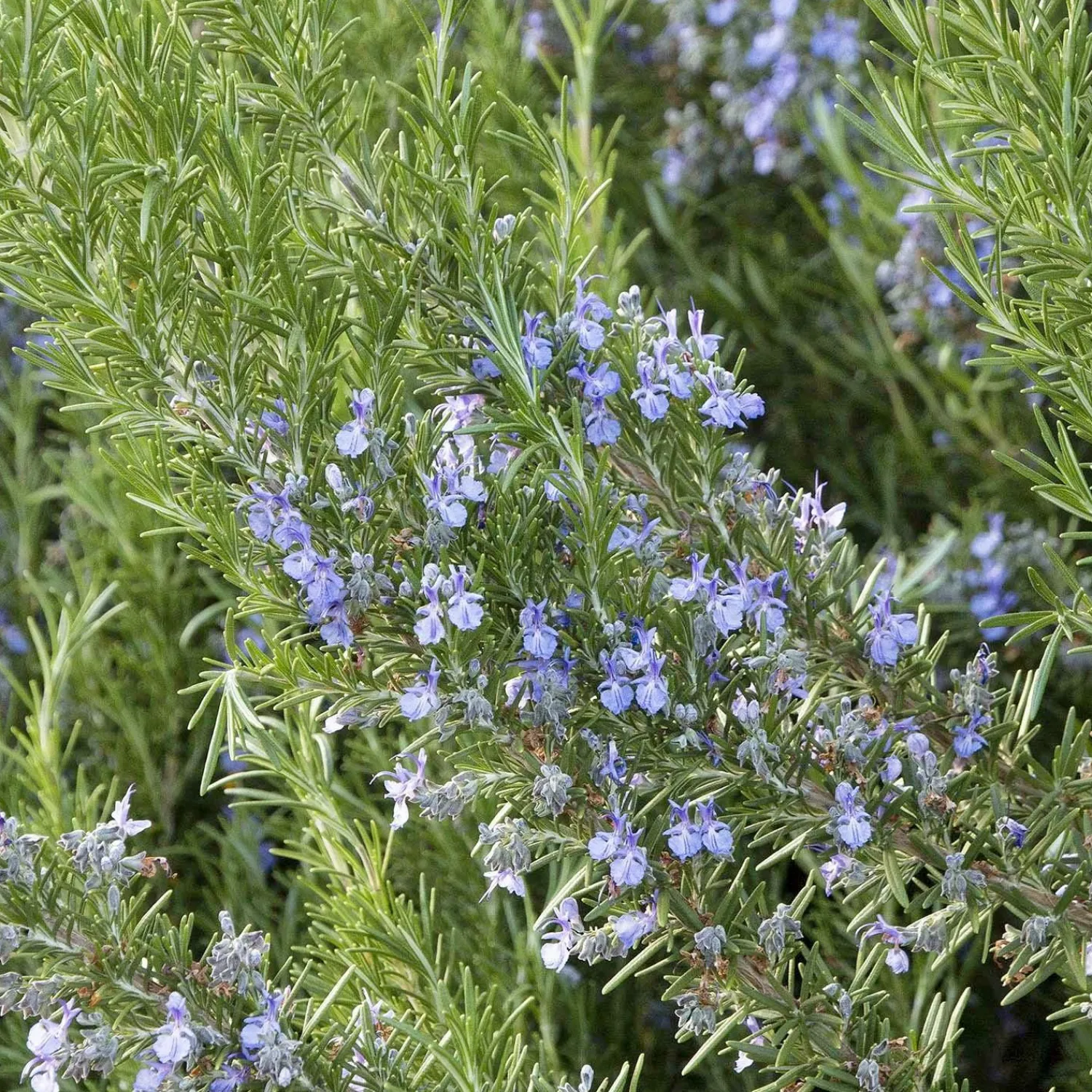 rosmarinus_tuscan_blue__tuscan_blue_rosemary___gallon_0-1.webp Rosmarinus 'Tuscan Blue' - Tuscan Blue Rosemary - 5 Gallon>Roger's Gardens Sale