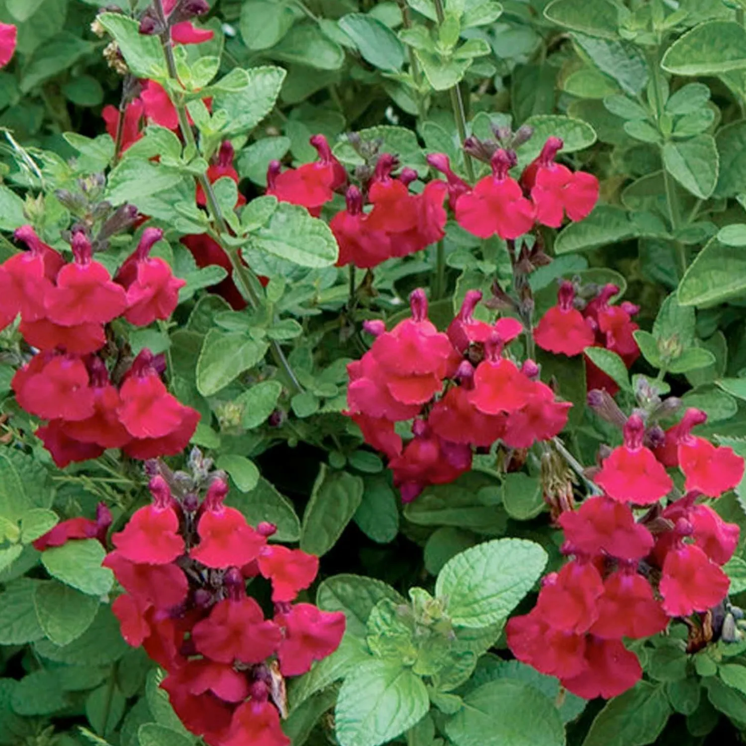 salvia_heatwave_blaze_pp__autumn_sage___gallon_0.webp Salvia 'Heatwave Blaze' Pp - Autumn Sage - 1 Gallon>Roger's Gardens New