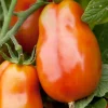 San Marzano Gigante - 4" Pot>Roger's Gardens Best