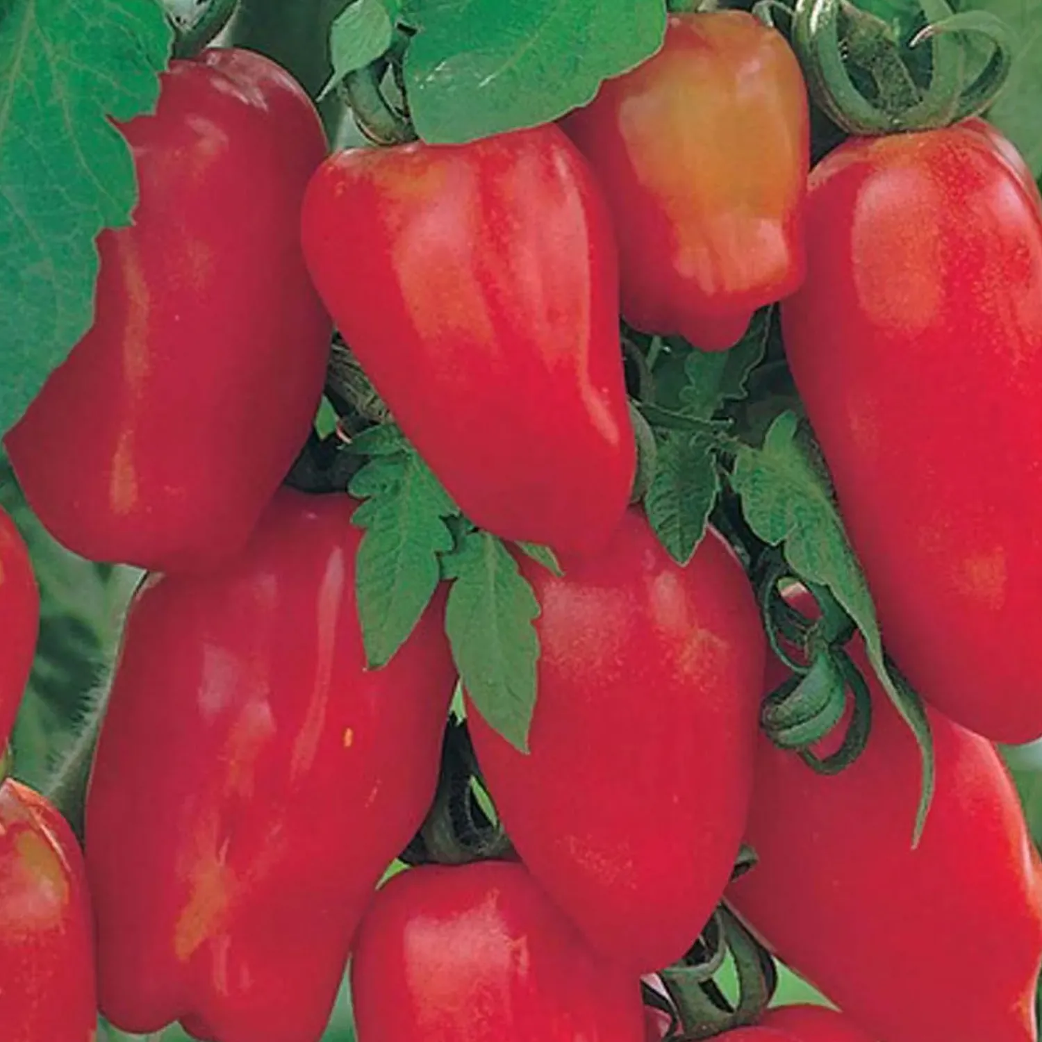 san_marzano_lungo___pot_0.webp San Marzano Lungo - 4" Pot>Roger's Gardens New