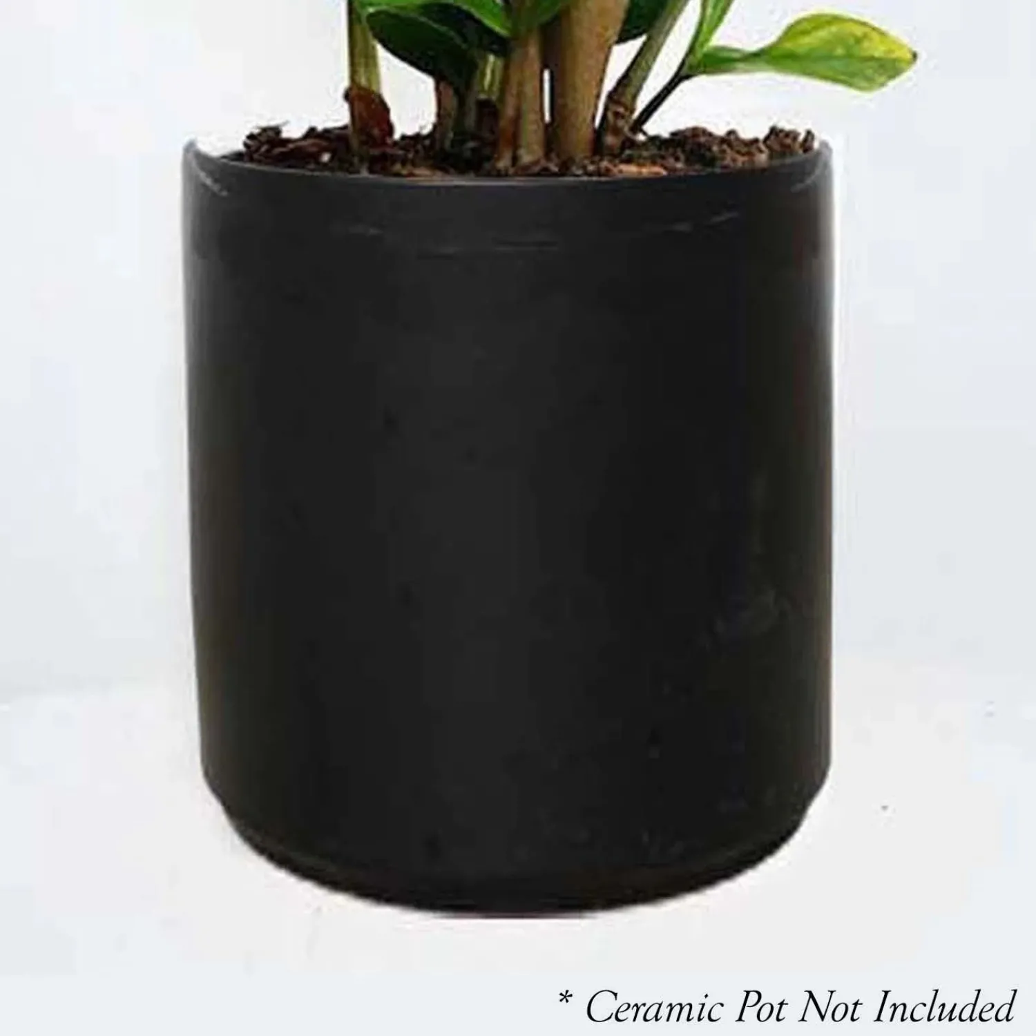 sanservieria_laurentii___pot_1.webp Sanservieria Laurentii - 6" Pot>Roger's Gardens Outlet
