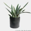 Sansevieria Sayurii - Snake Plant - 8" Pot>Roger's Gardens Fashion