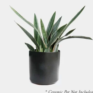 Sansevieria Sayurii - Snake Plant - 8" Pot>Roger's Gardens Fashion