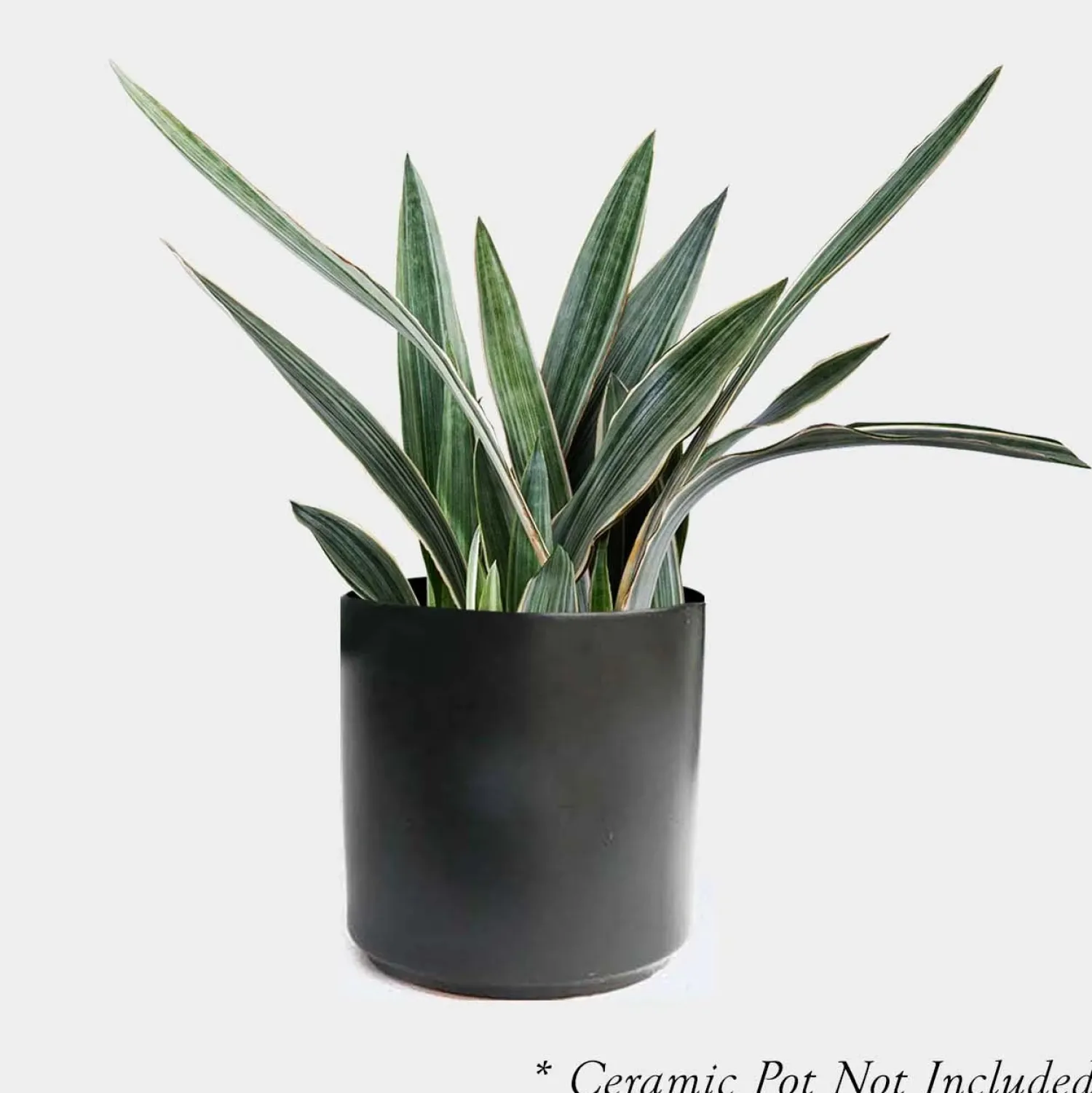 sansevieria_sayurii__snake_plant___pot_0.webp Sansevieria Sayurii - Snake Plant - 8" Pot>Roger's Gardens Fashion