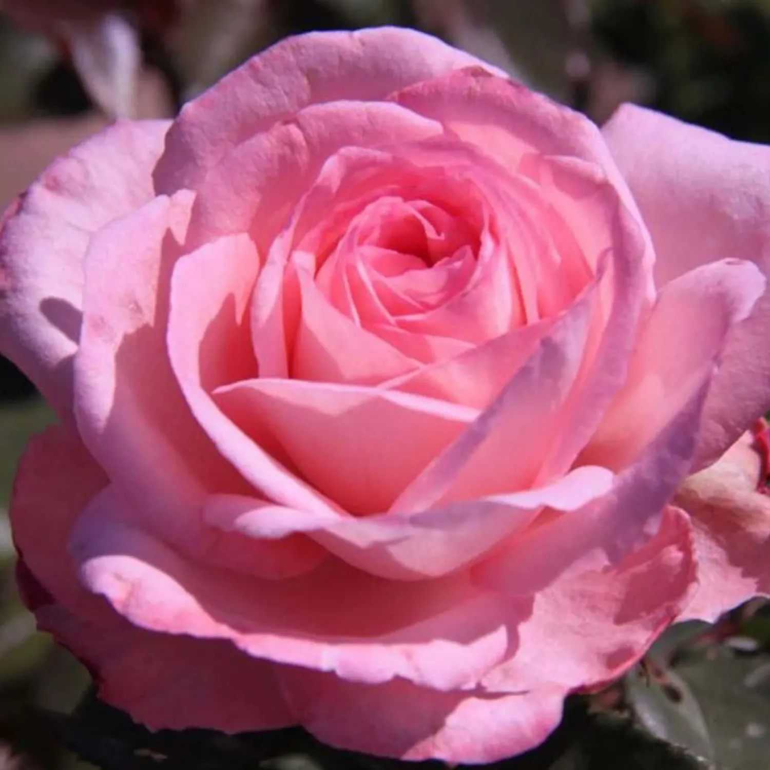 savannah___gallon_0.webp Savannah - 5 Gallon>Roger's Gardens Best Sale