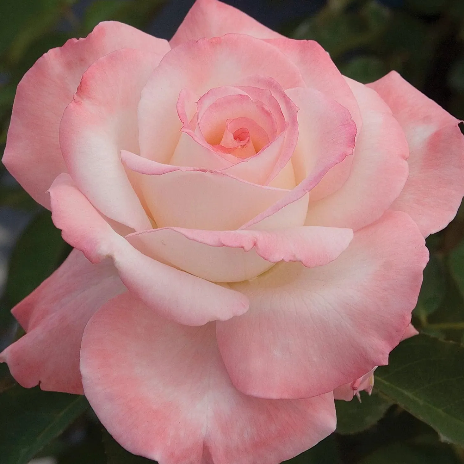 secret___gallon_0.webp Secret - 5 Gallon>Roger's Gardens New
