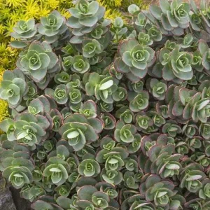 Sedum 'sparkler Lime Zinger'® Pp - Lime Zinger Stonecrop - 1 Gallon>Roger's Gardens Hot