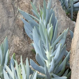 Senecio 'Mt Everest' Pp - Mount Everest Big Blue Chalksticks - 2 Gallon>Roger's Gardens Fashion