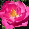 Shining Moment - 5 Gallon>Roger's Gardens Outlet