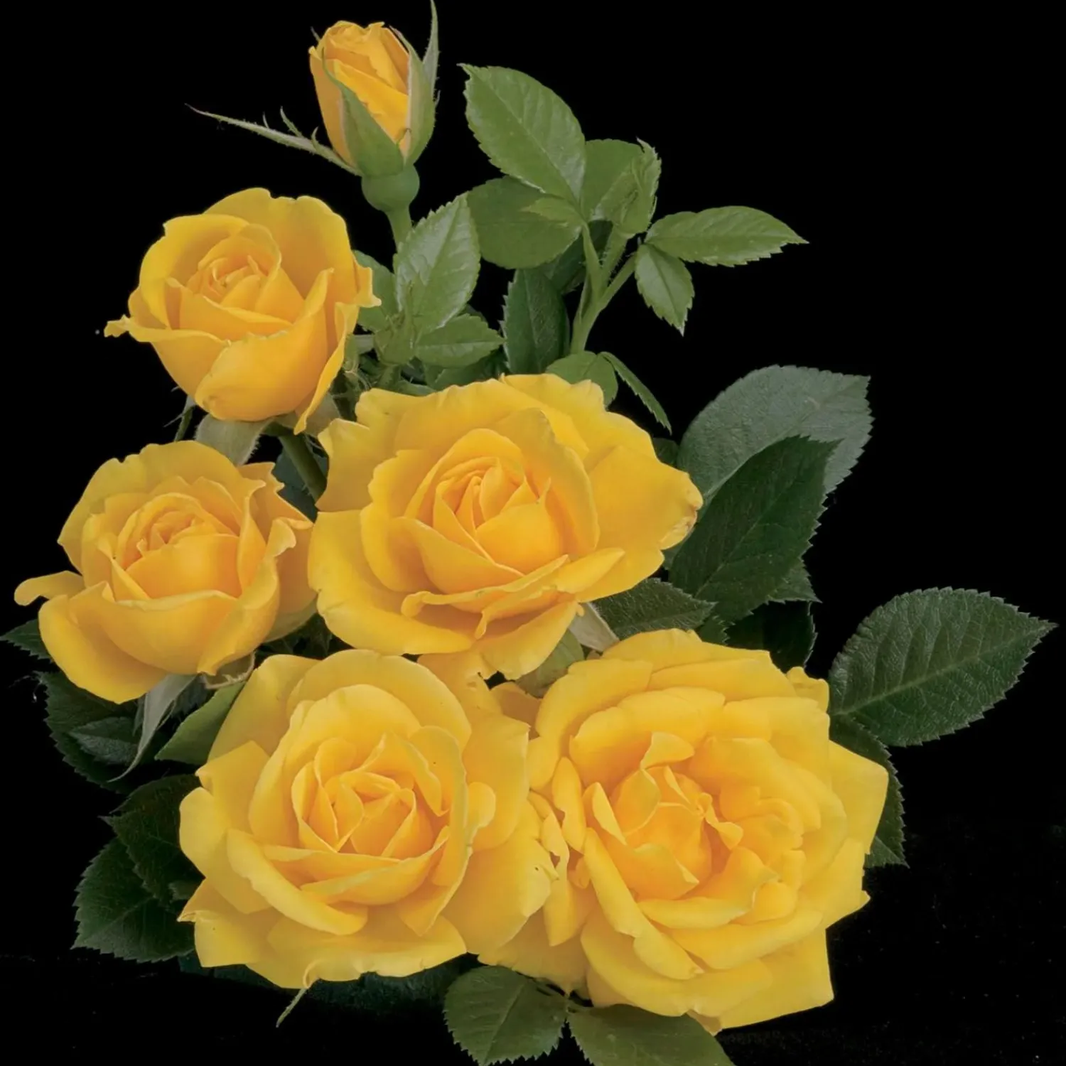 shockwave___gallon_0.webp Shockwave - 5 Gallon>Roger's Gardens Shop