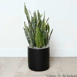 Snake Plant - Sansevieria Laurentii - 10In>Roger's Gardens Flash Sale