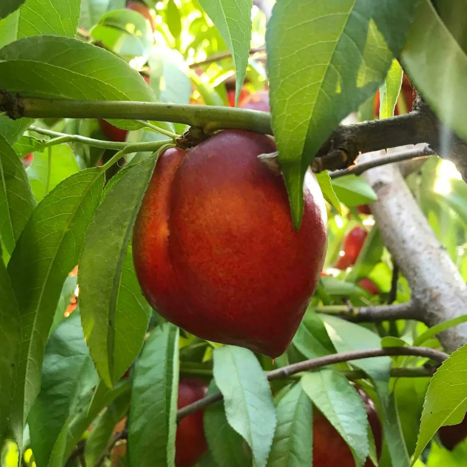 snow_queen_nectarine__gallon_0-1.webp Snow Queen Nectarine- 10 Gallon>Roger's Gardens Shop