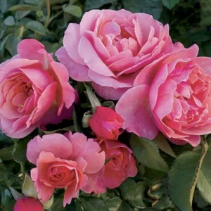Social Climber - 5 Gallon>Roger's Gardens Fashion