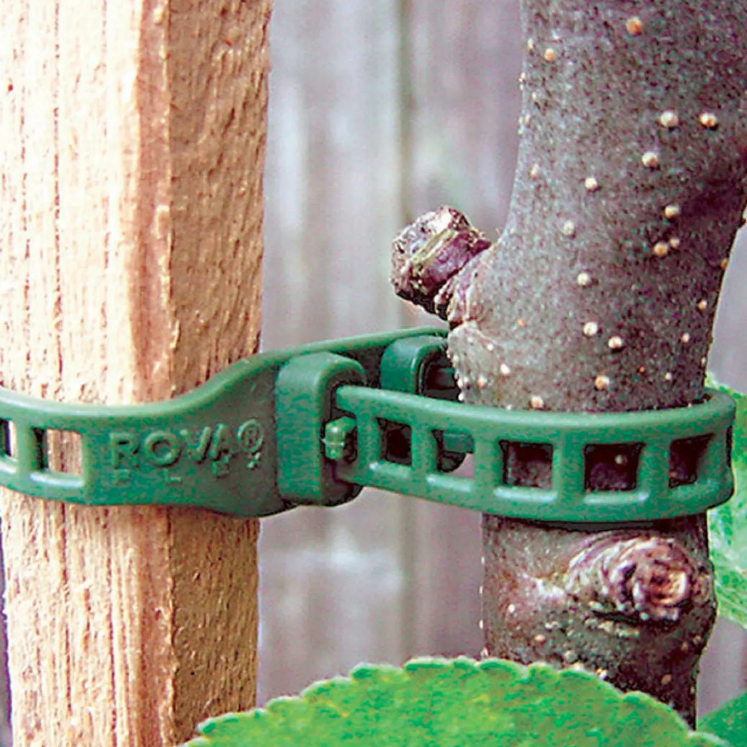 softbinders___long_0.webp Softbinders - 22" Long>Roger's Gardens New