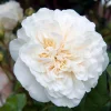 Sombreuil - 5 Gallon>Roger's Gardens Online