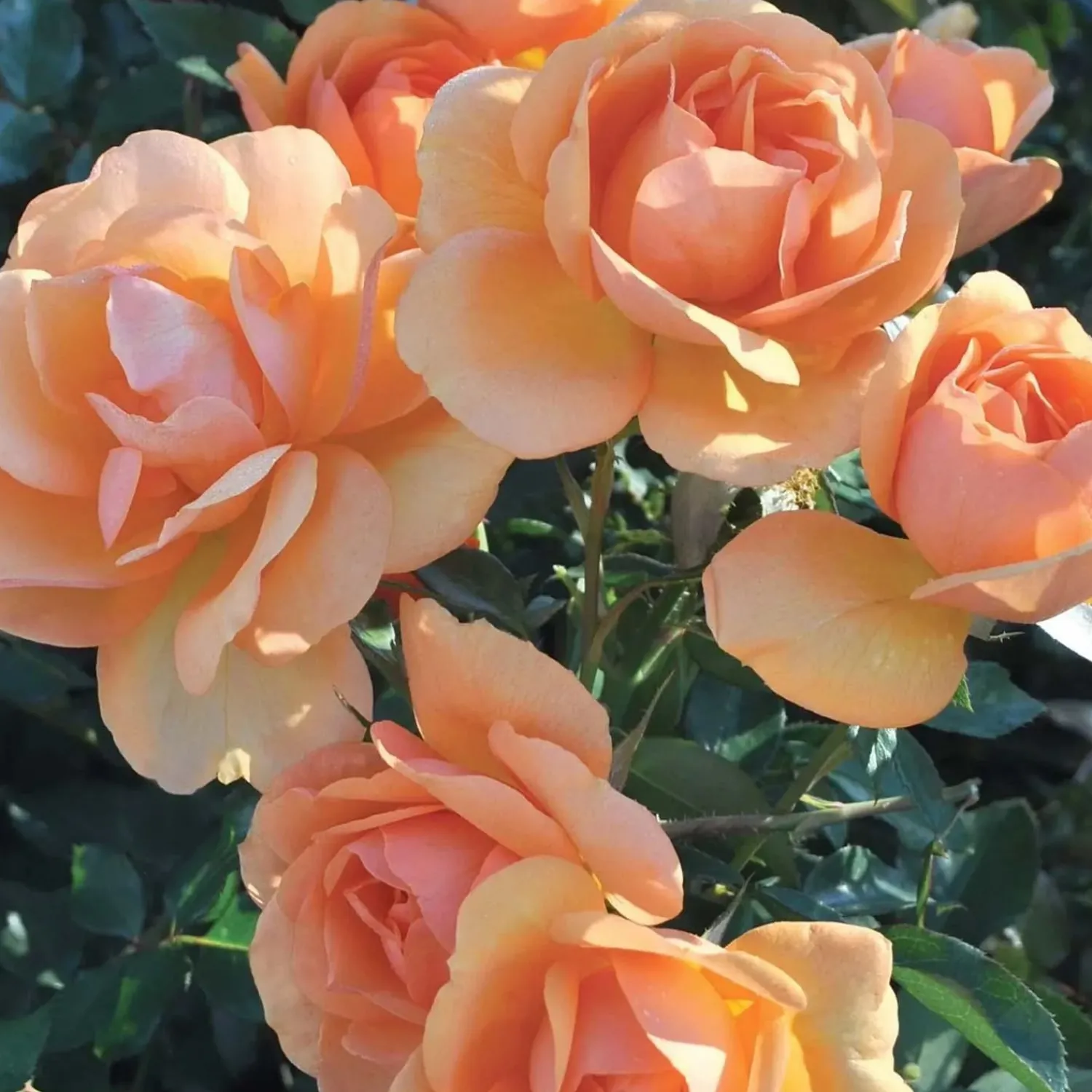 south_africa_sunbelt___gallon_0.webp South Africa Sunbelt - 5 Gallon>Roger's Gardens Sale