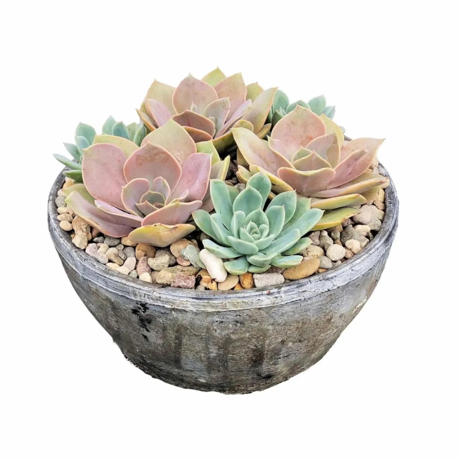 succulents_in__whitestone_bowl_0-1.webp Succulents In 10'' Whitestone Bowl>Roger's Gardens Shop
