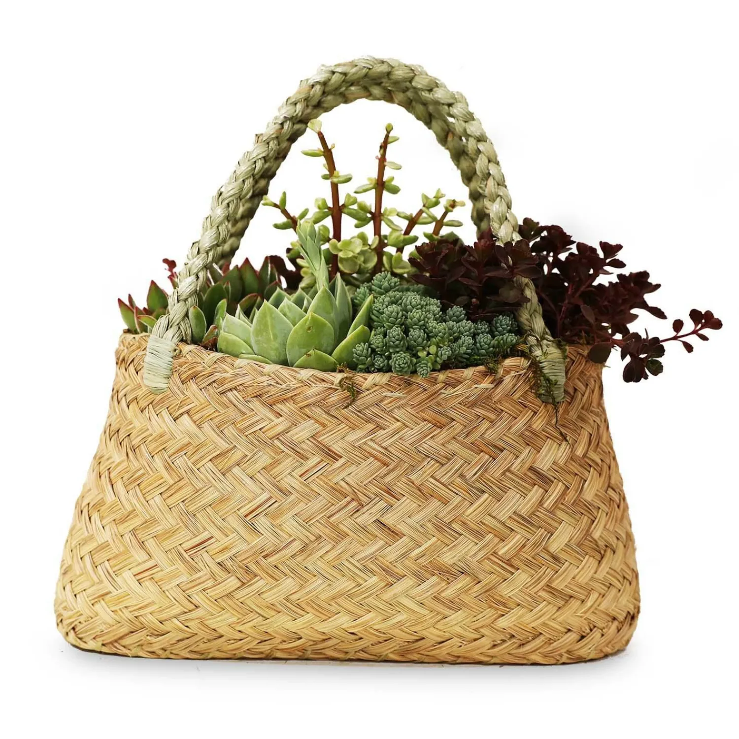 succulents_in_large_grass_purse_0-1.webp Succulents In Large Grass Purse>Roger's Gardens Clearance