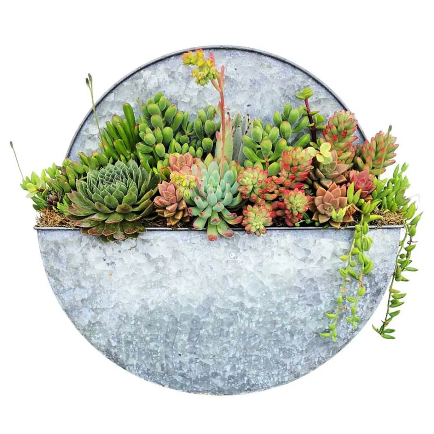 succulents_in_large_round_metal_wall_planter__dia_0-1.webp Succulents In Large Round Metal Wall Planter - 16"Dia>Roger's Gardens Best Sale