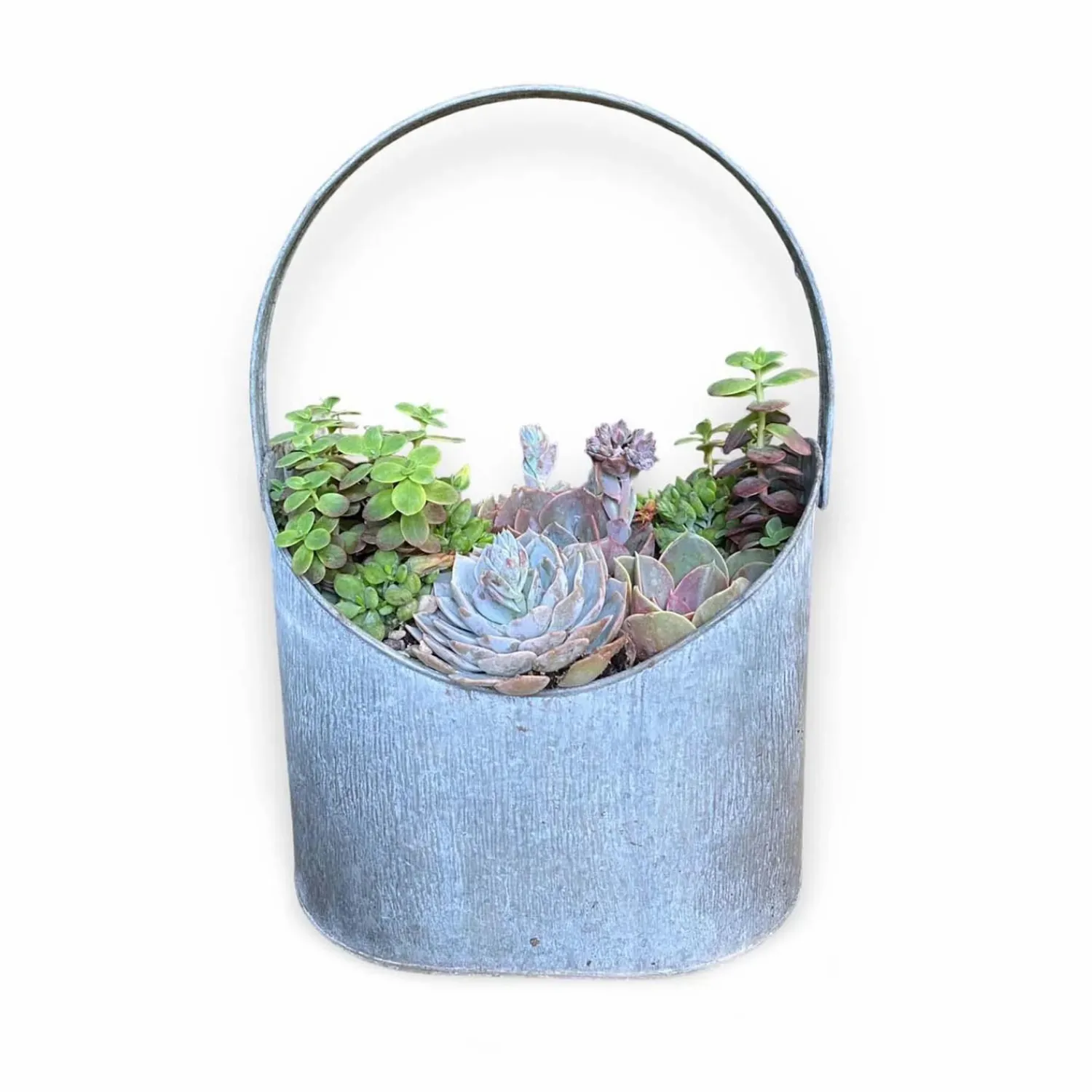 succulents_in_large_zinc_oval_bucket_0-1.webp Succulents In Large Zinc Oval Bucket>Roger's Gardens Best Sale