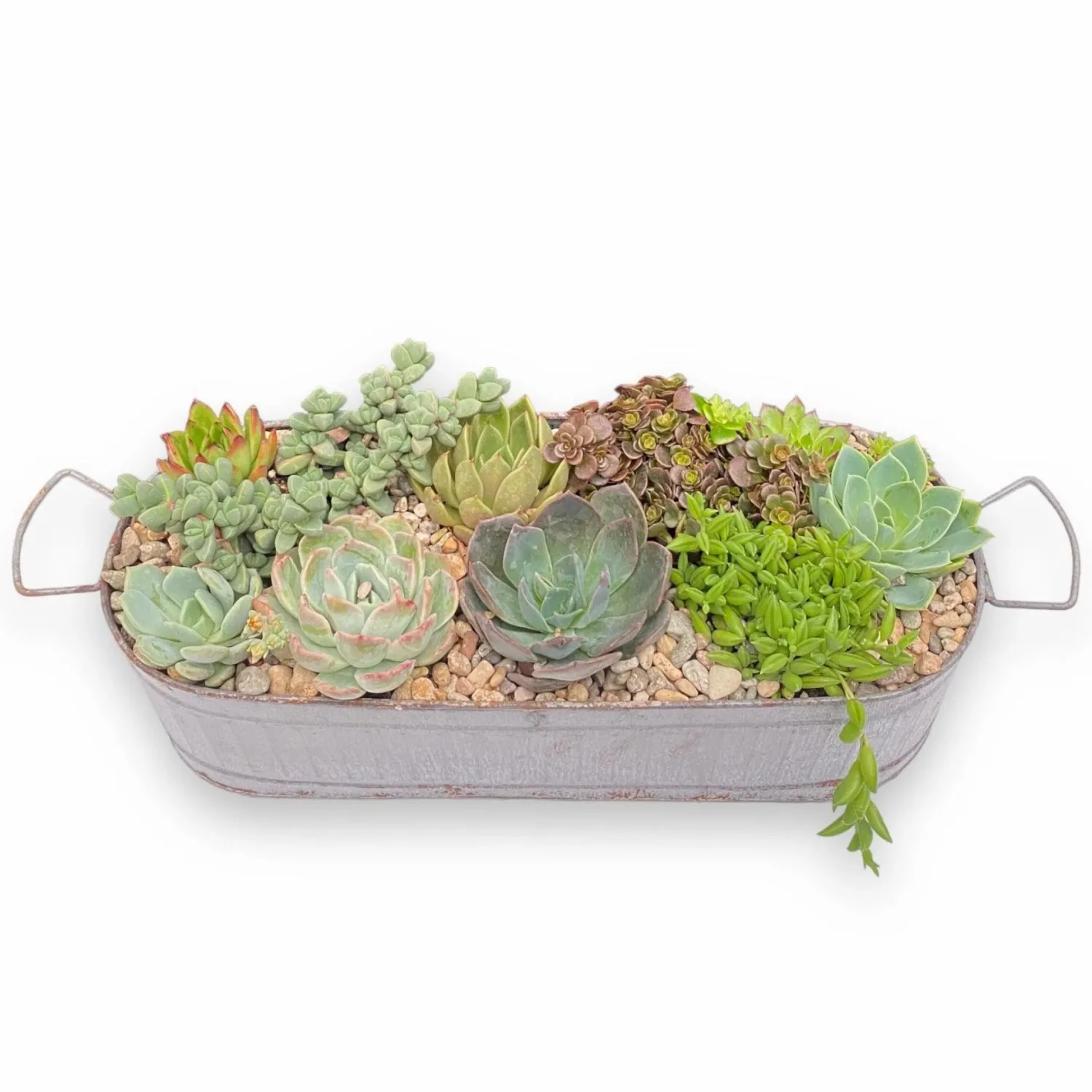 succulents_in_large_zinc_oval_tray_0-1.webp Succulents In Large Zinc Oval Tray>Roger's Gardens Best Sale