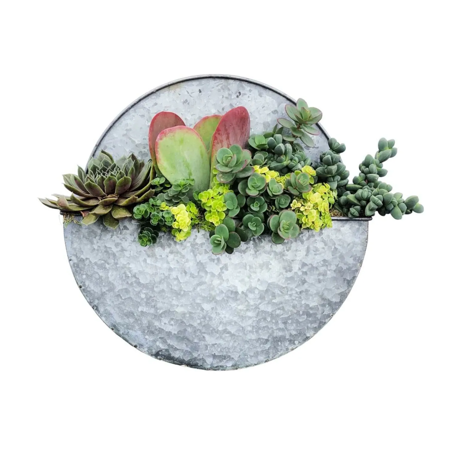 succulents_in_medium_round_metal_wall_planter__dia_0-1.webp Succulents In Medium Round Metal Wall Planter - 13"Dia>Roger's Gardens Flash Sale