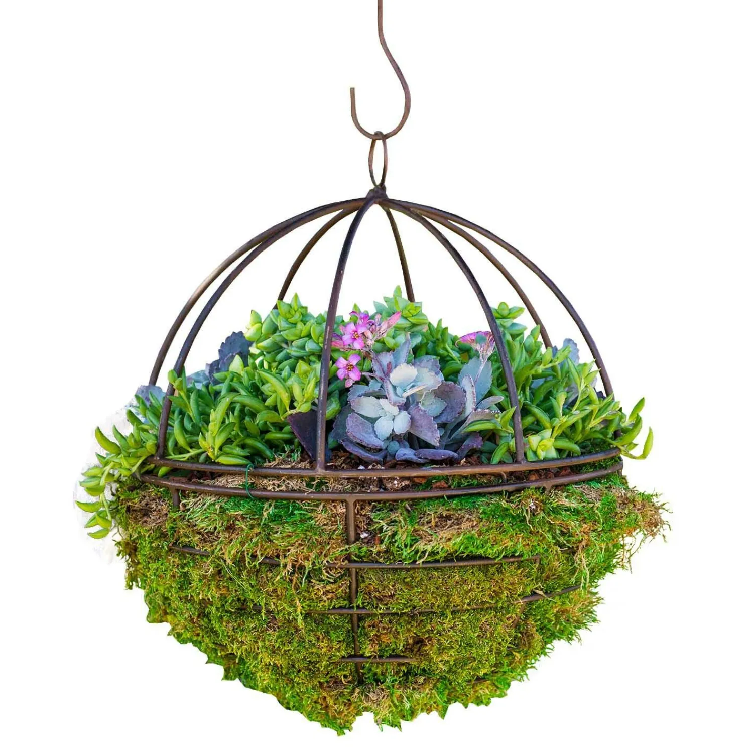 succulents_in_metal_orb___0-1.webp Succulents In Metal Orb - 12">Roger's Gardens Online
