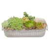 Succulents In Small Zinc Oval Tray>Roger's Gardens Clearance