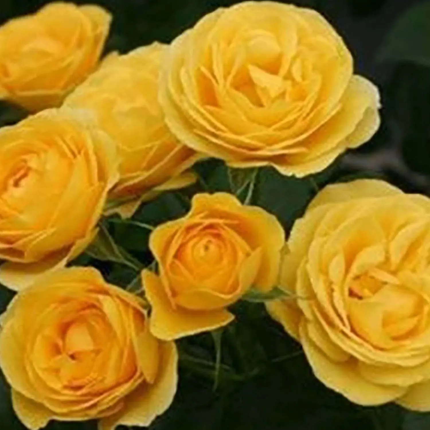 sunbeam_veranda___gallon_0.webp Sunbeam Veranda - 5 Gallon>Roger's Gardens Online