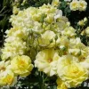 Sunflare - 5 Gallon>Roger's Gardens Store