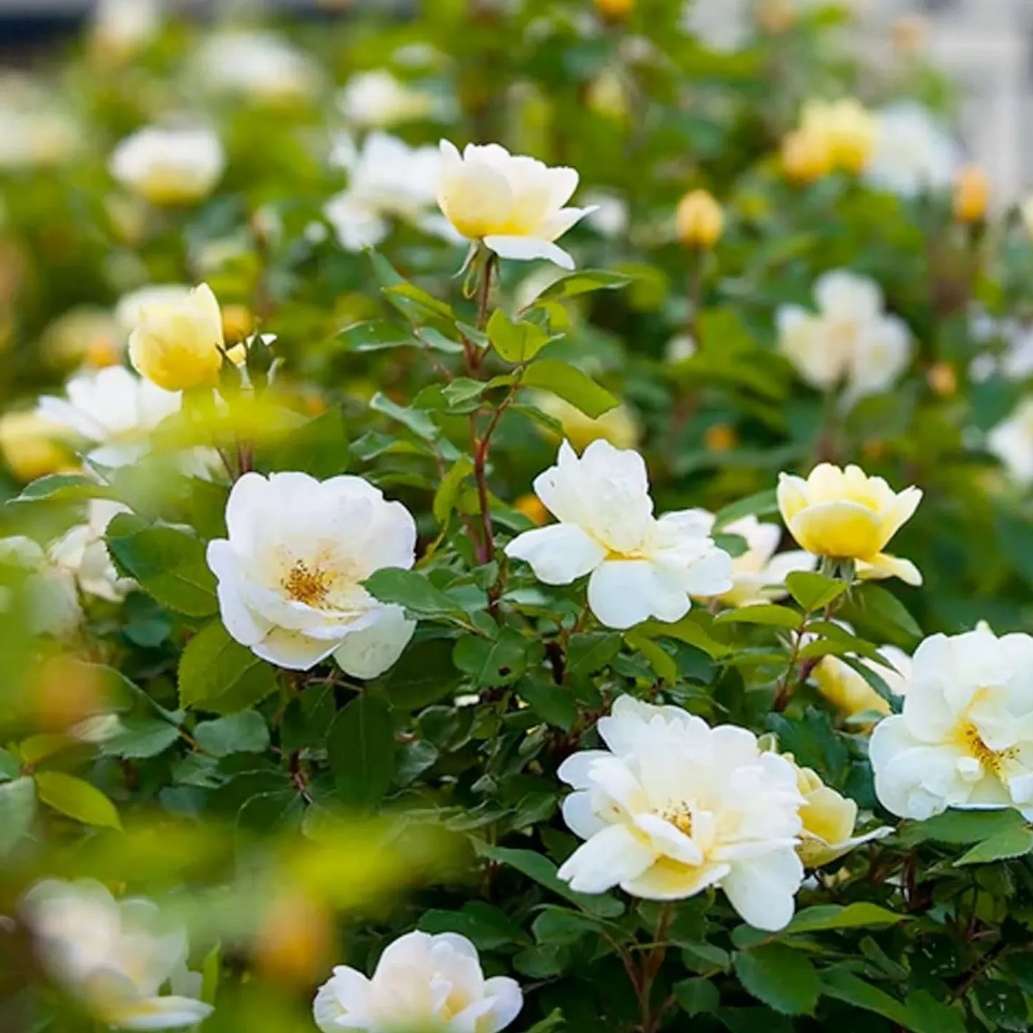 sunny_knock_out___gallon_0.webp Sunny Knock Out - 2 Gallon>Roger's Gardens Store