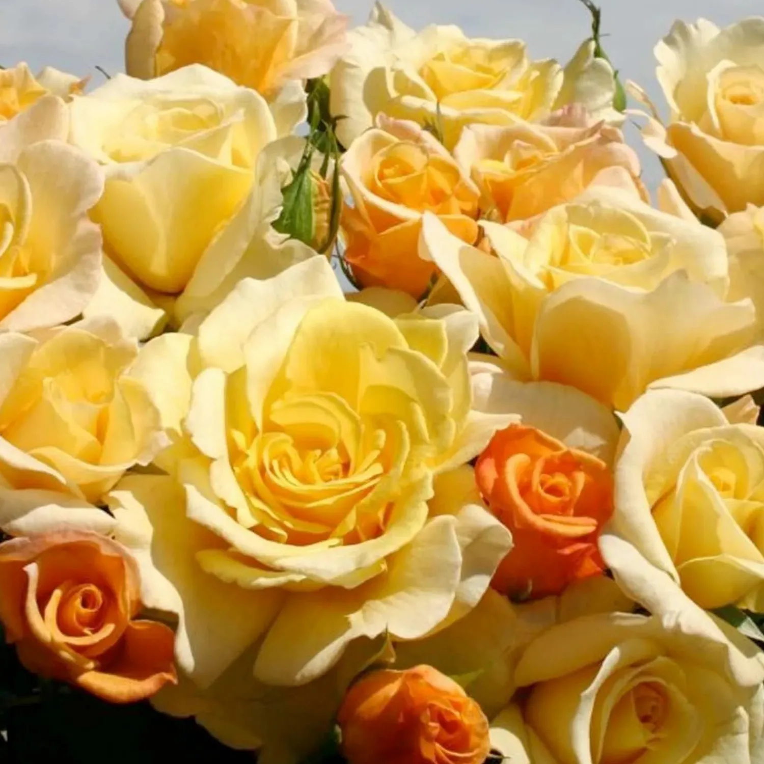 sunny_sky_eleganza___gallon_0.webp Sunny Sky Eleganza - 5 Gallon>Roger's Gardens Cheap