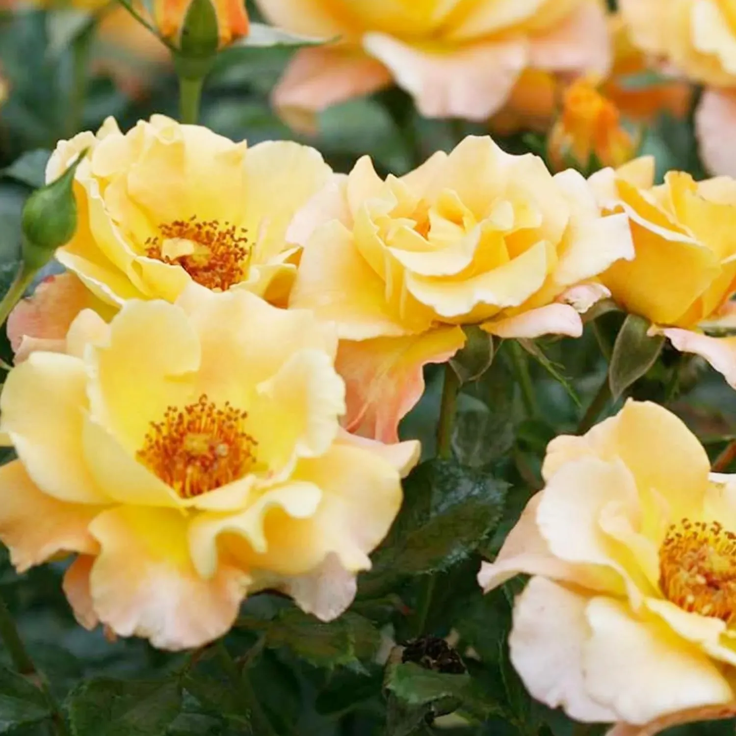 sunorita___gallon_0.webp Sunorita - 3 Gallon>Roger's Gardens Cheap