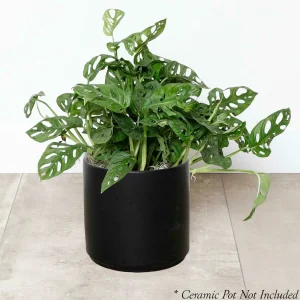 Swiss Cheese Plant - Monstera Adansonii - 8" Pot>Roger's Gardens Sale