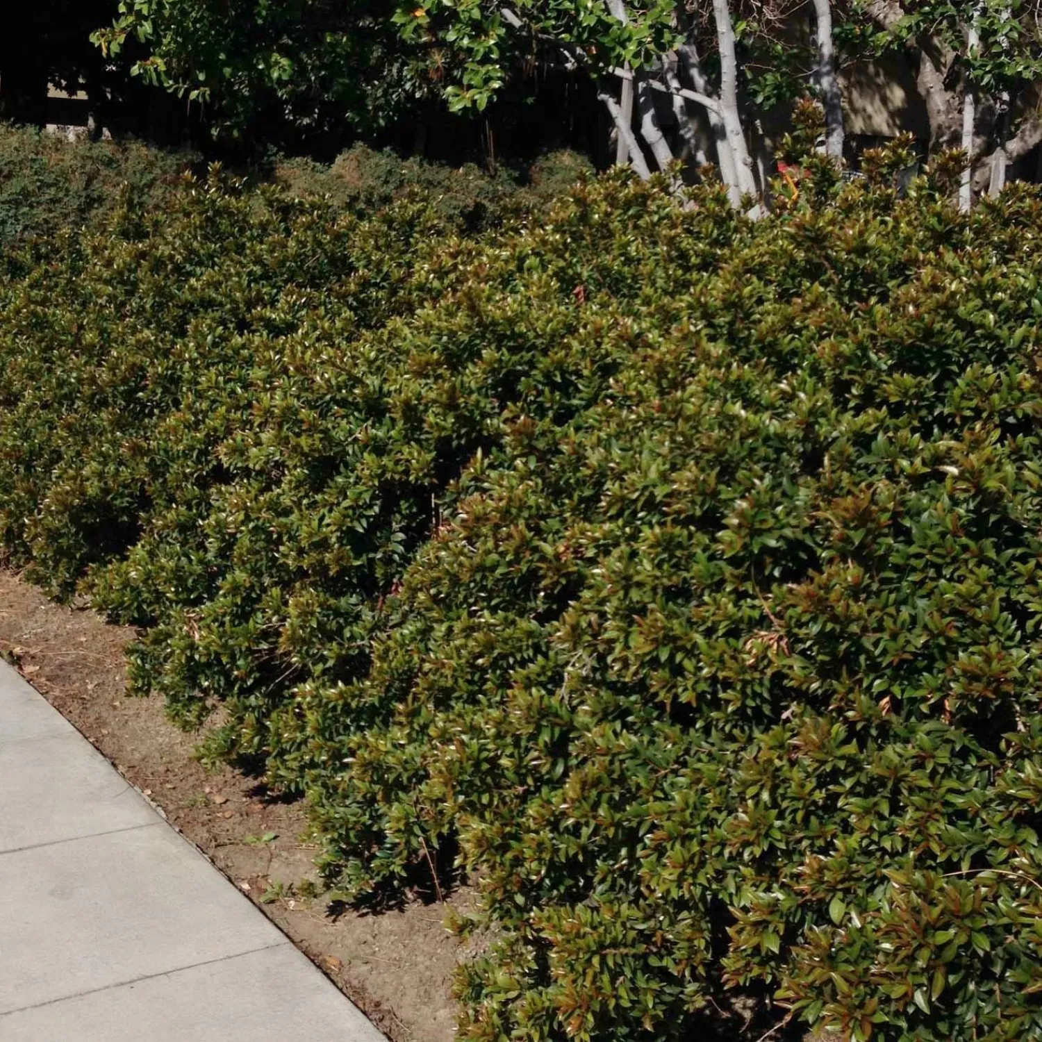 syzygium_globulus__brush_cherry___gallon_0.webp Syzygium Globulus - Brush Cherry - 5 Gallon>Roger's Gardens Best