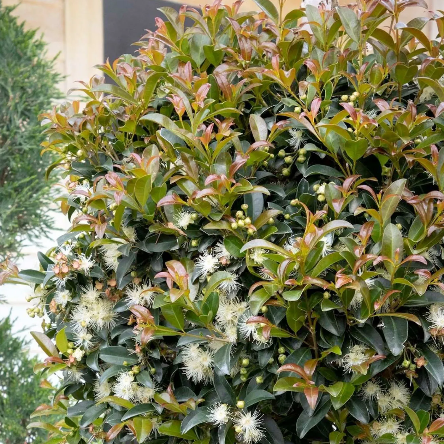 syzygium_monterey_bay__monterey_bay_brush_cherry___gallon_0.webp Syzygium 'Monterey Bay' - Monterey Bay Brush Cherry - 15 Gallon>Roger's Gardens Hot
