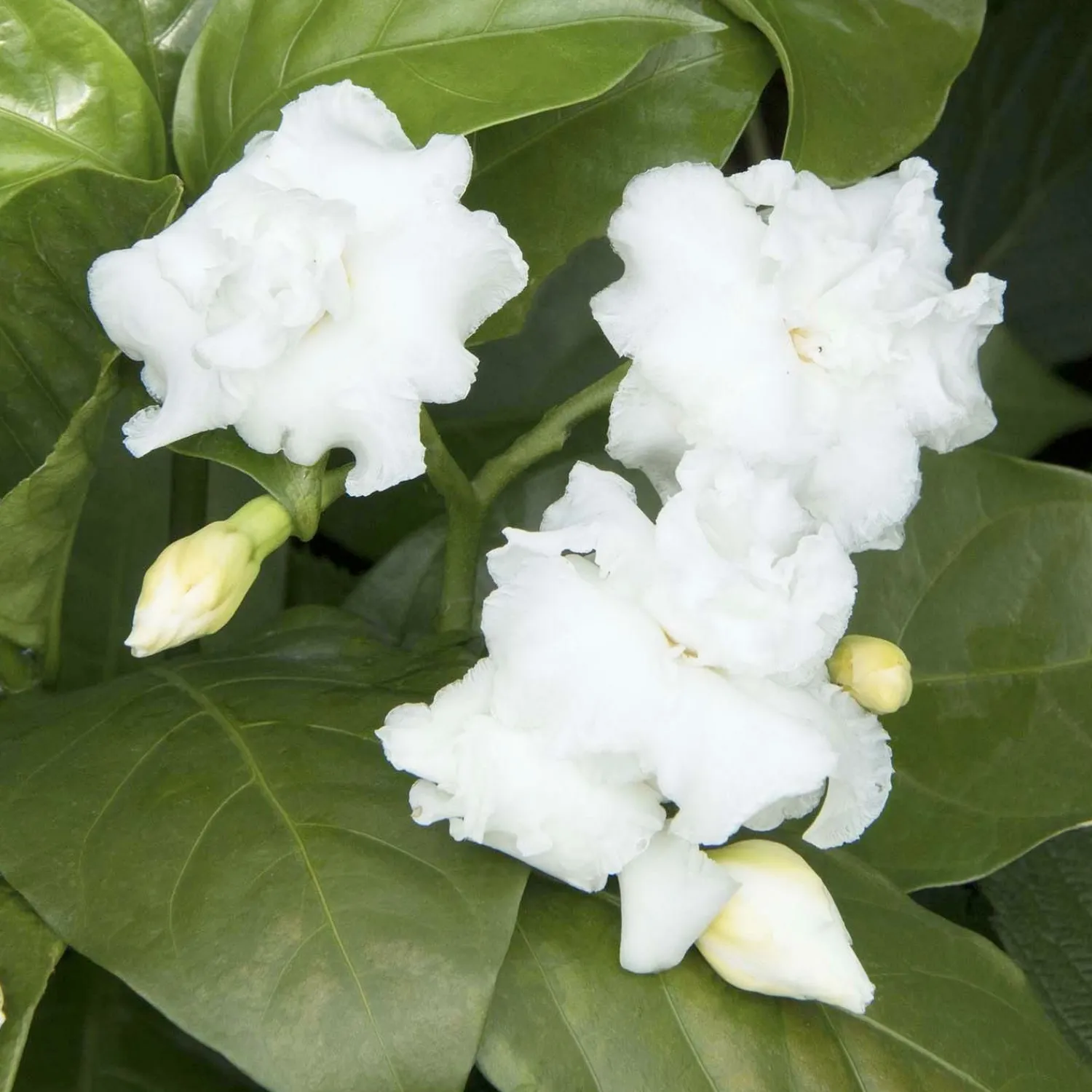 tabernaemontana_flore_pleno__cape_jasmine___gallon_0-1.webp Tabernaemontana 'Flore Pleno' - Cape Jasmine - 5 Gallon>Roger's Gardens Clearance