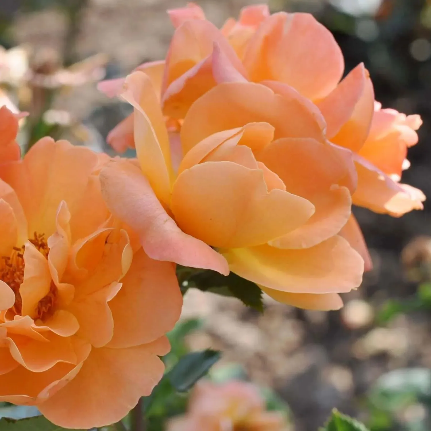 tangerine_skies___gallon_0.webp Tangerine Skies - 5 Gallon>Roger's Gardens Clearance