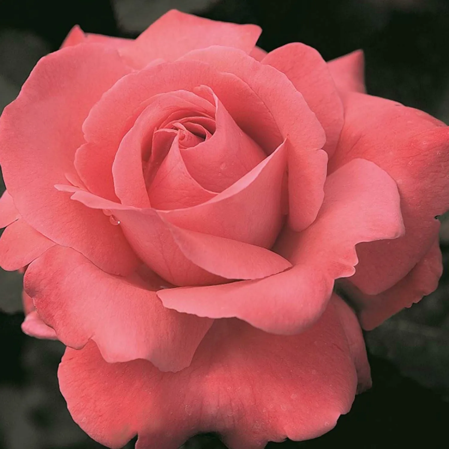 touch_of_class__gallon_0.webp Touch Of Class- 5 Gallon>Roger's Gardens Online