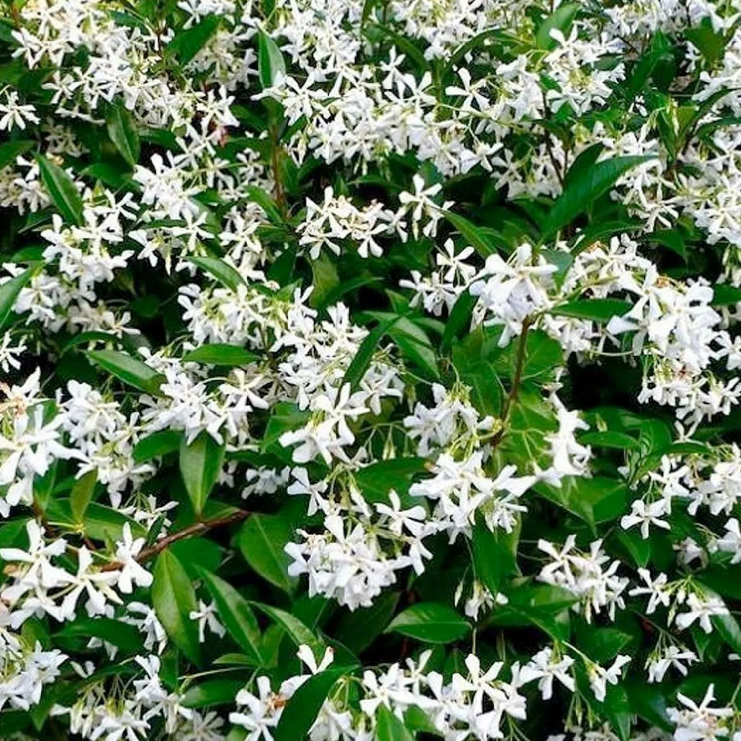 trachelospermum_jasminoides__star_jasmine__trellis___gallon_0.webp Trachelospermum Jasminoides - Star Jasmine - Trellis - 5 Gallon>Roger's Gardens New